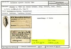Karteikarte zum Holotyp von Bulimina aperta Stache, 1864